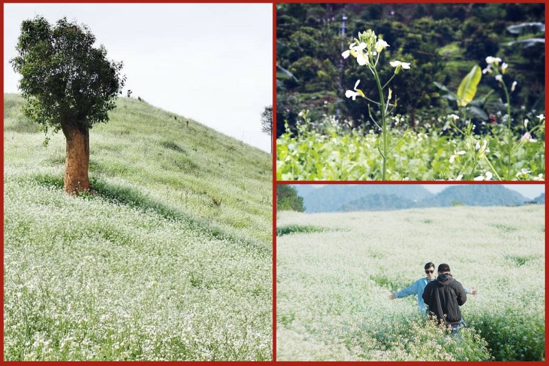 Lun Village in white mustard flower season